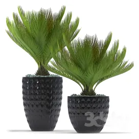 Plants